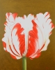 Tulpe - 100x80cm